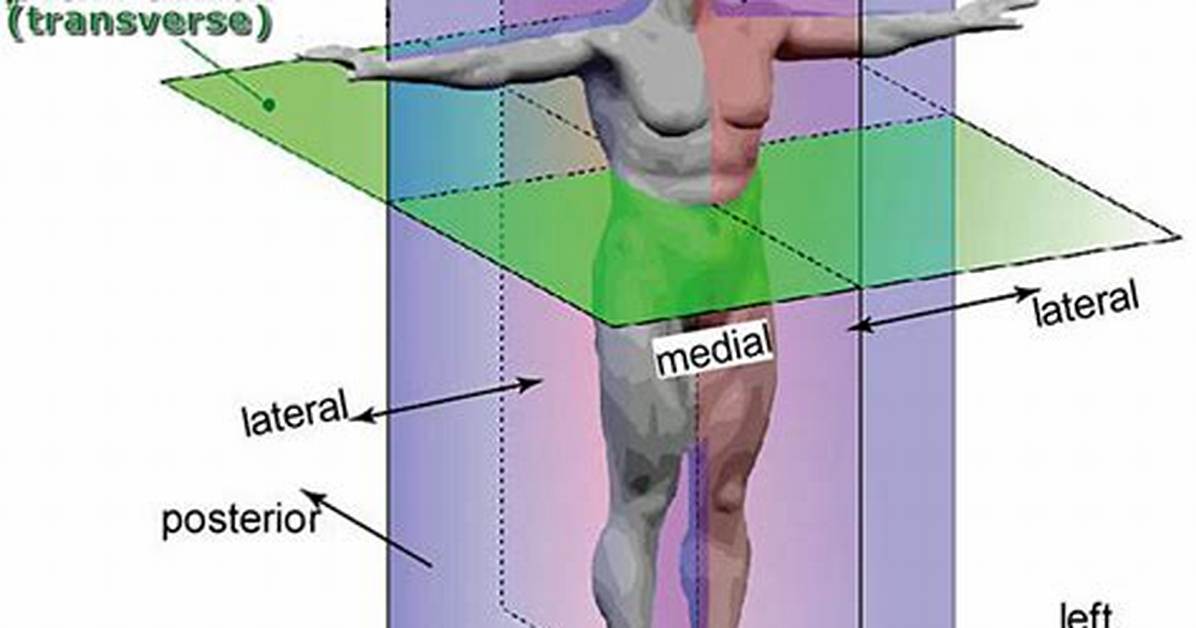 Sagittal View