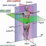 Sagittal View