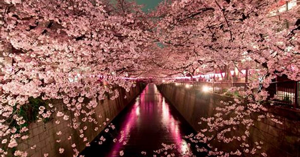 Sakura