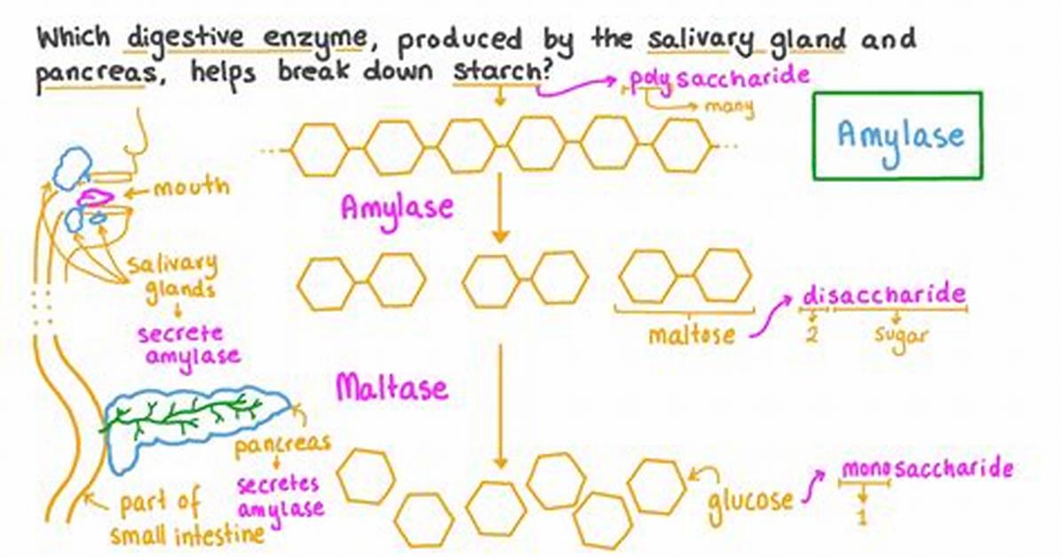 Salivary Amylase Function