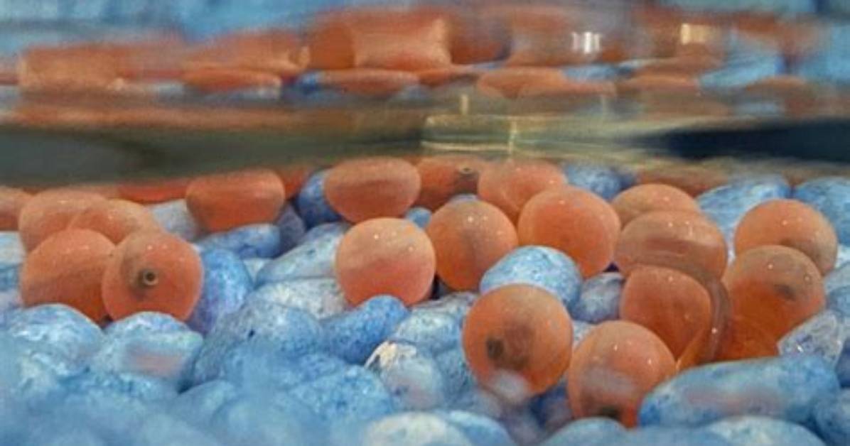 Salmon Eggs