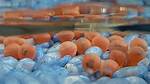 Salmon Eggs