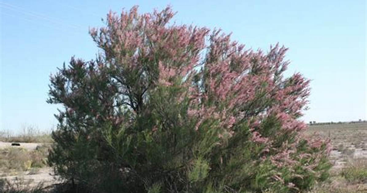 Salt Cedar Tree
