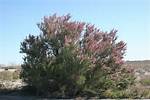 Salt Cedar Tree