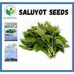 Saluyot