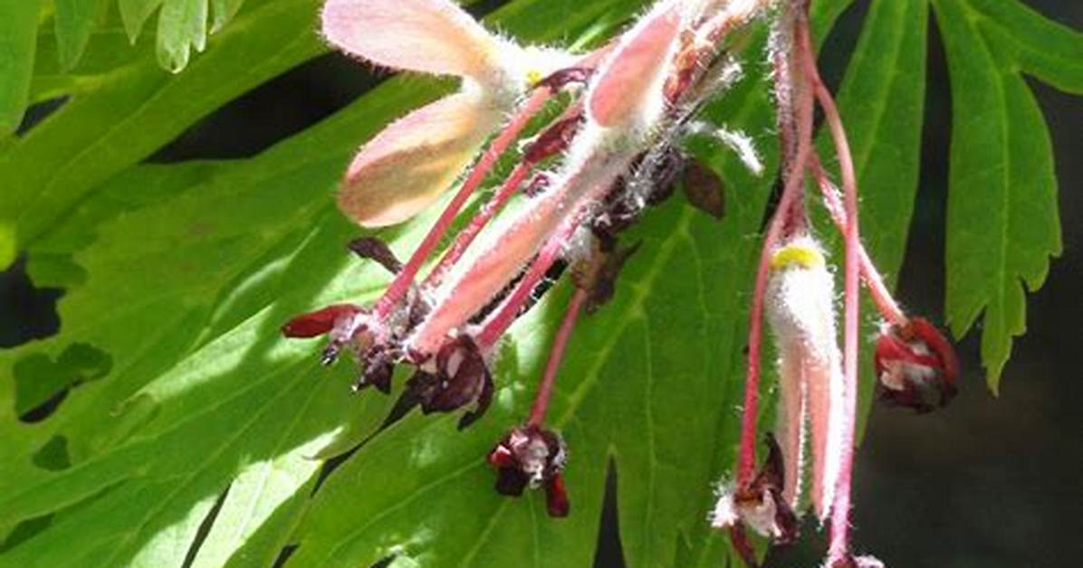 Samara Fruit