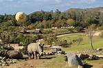 San Diego Zoo Safari Park Wins Big Award at 134Th Rose Parade – Nbc 7 San Diego