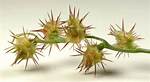Sand Burrs