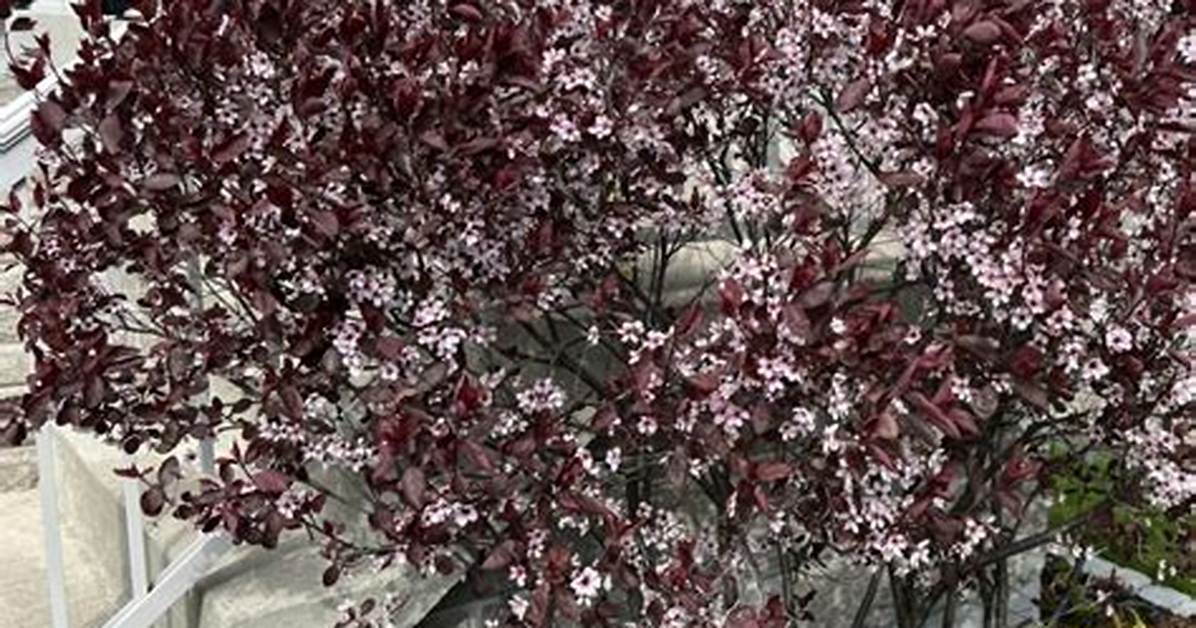 Sand Cherry