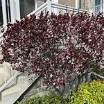 Sand Cherry