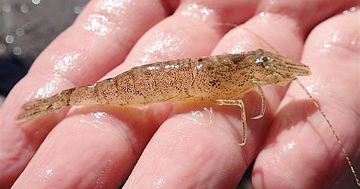 Sand Shrimp