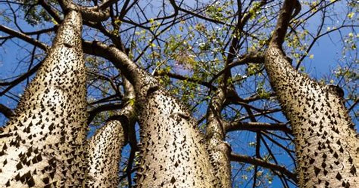 Sandbox Tree