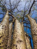 Sandbox Tree