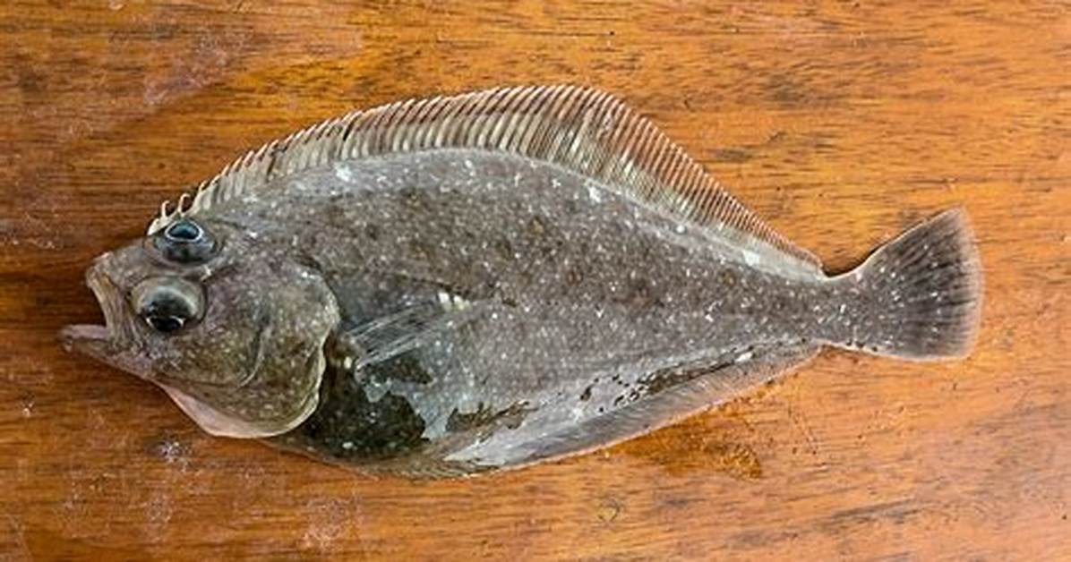 Sanddab Fish