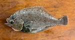 Sanddab Fish