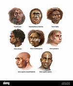 ___ Sapiens (Humans)