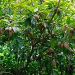 Sapodilla Tree
