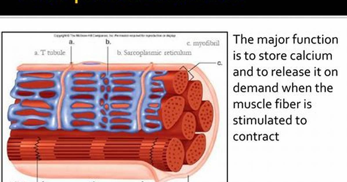 Sarcoplasmic Reticulum Function