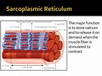 Sarcoplasmic Reticulum Function