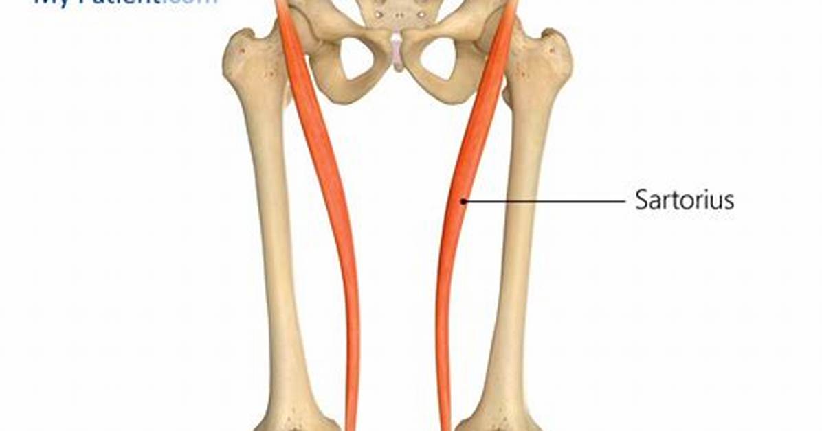 Sartorius Function