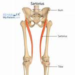Sartorius Function