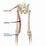 Sartorius Origin and Insertion