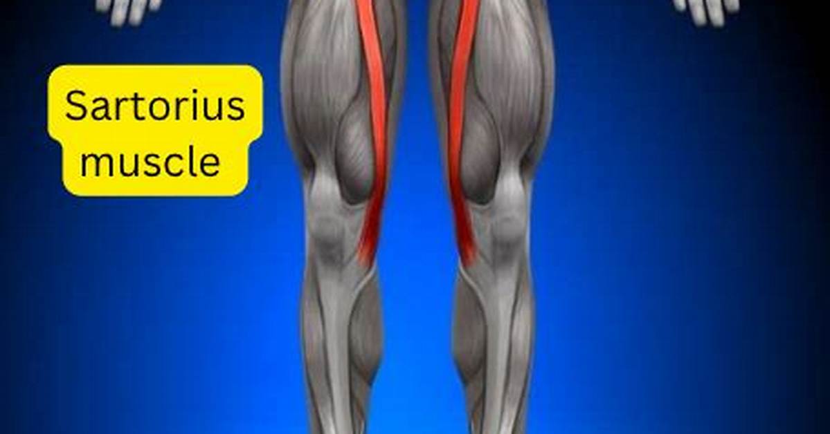 Sartorius Stretch