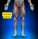 Sartorius Stretch