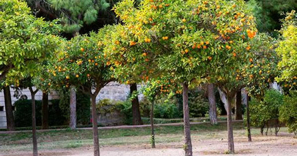 Satsuma Tree
