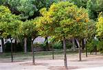 Satsuma Tree