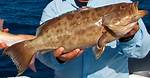 Scamp Fish