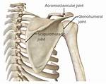 Scapulothoracic Joint