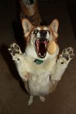 Scary Corgi Value