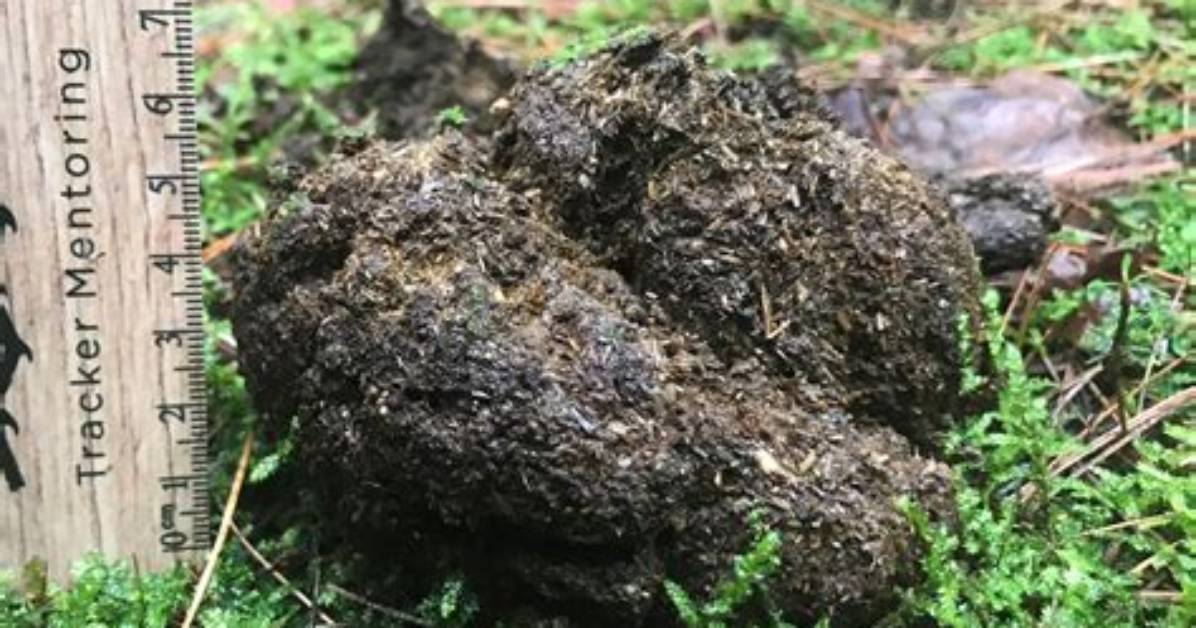 Scat!