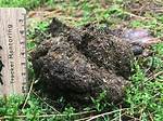 Scat!