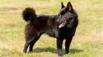 Schipperke Mix