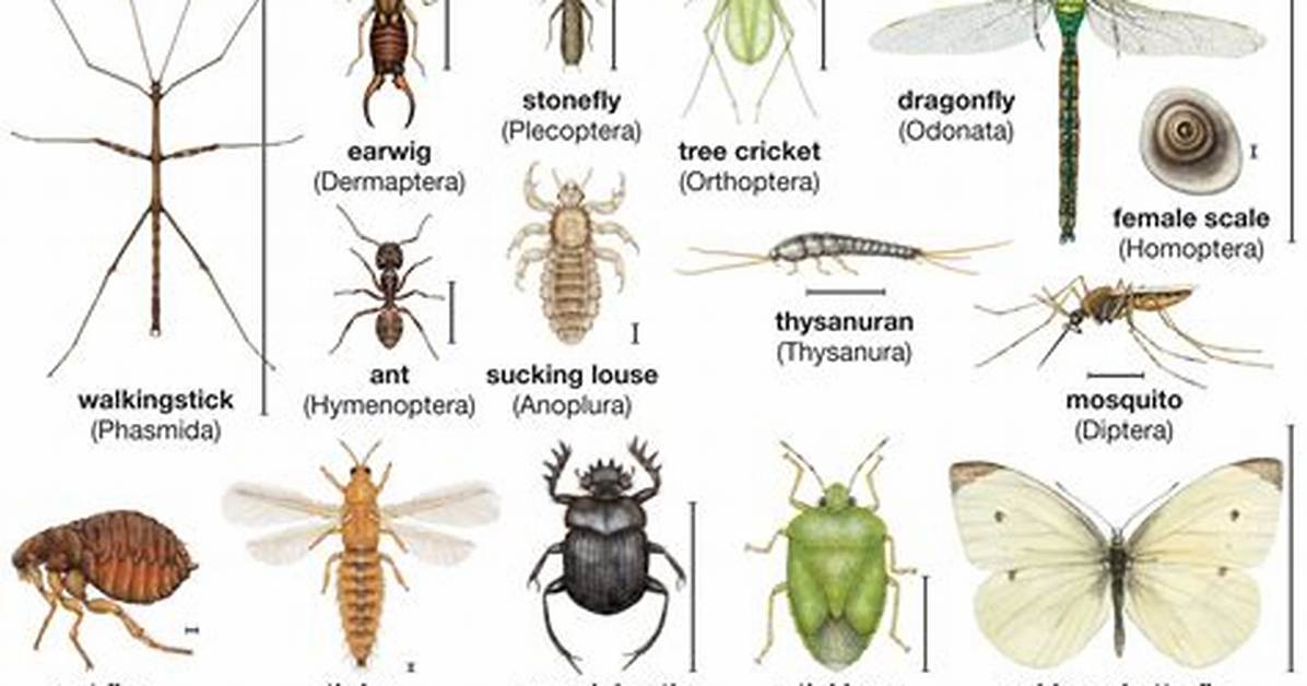 Science: How Insects Fly - Time