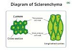 Sclerenchyma