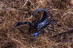 Scorpion's Attack