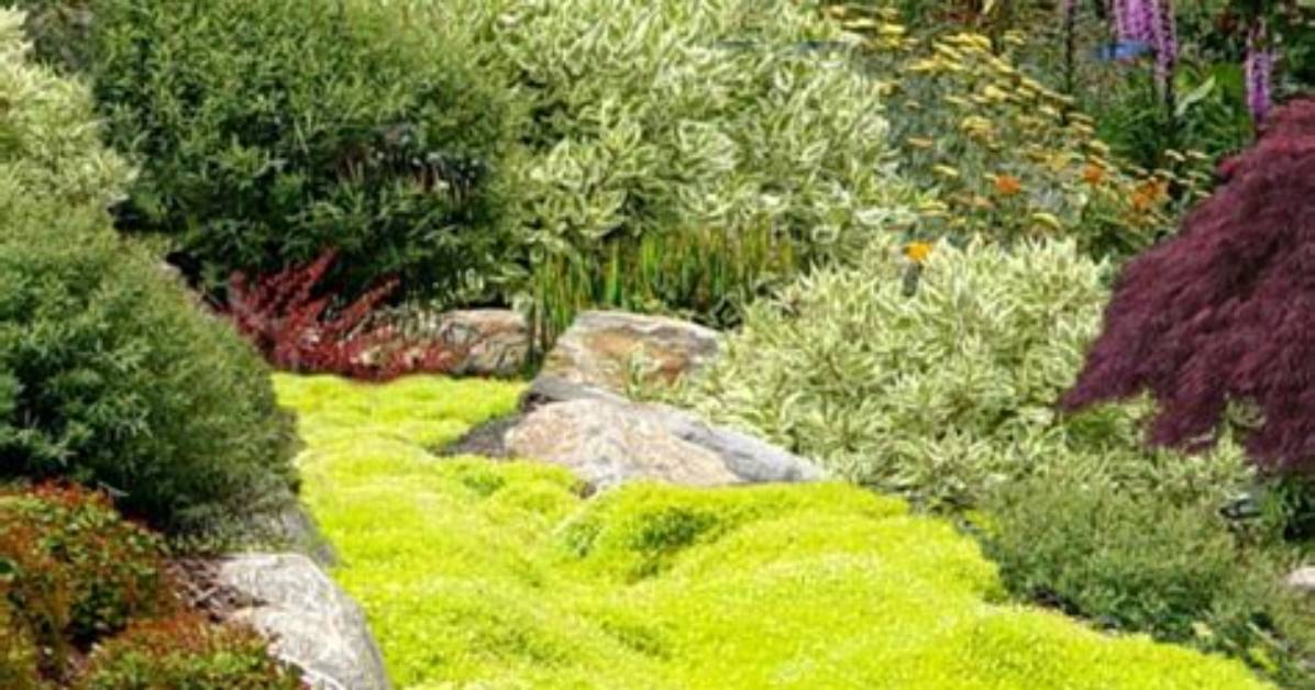 Scotch Moss
