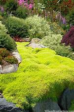 Scotch Moss