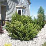 Sea Green Juniper