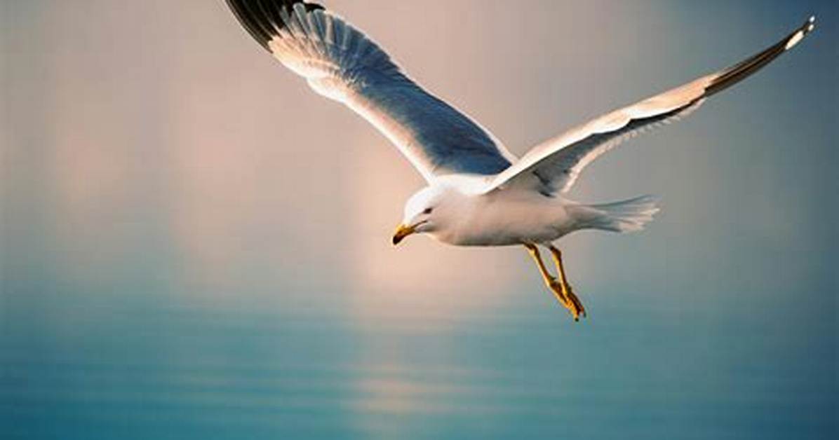 Seagull Flying