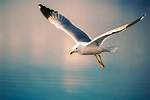 Seagull Flying