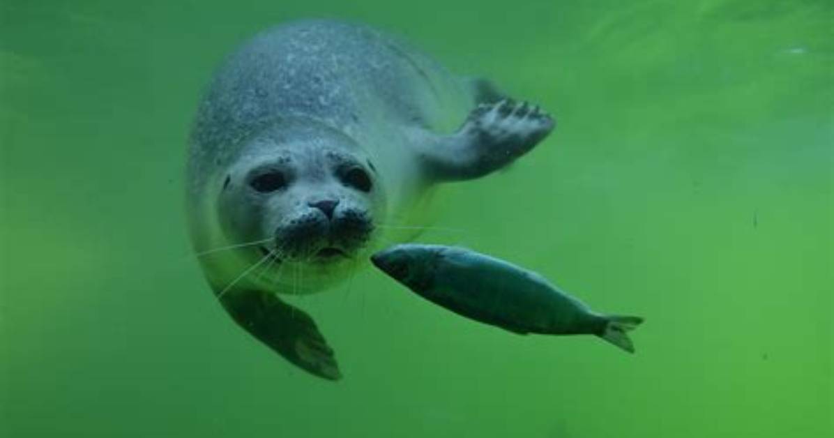 Seal Fish