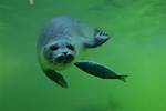 Seal Fish
