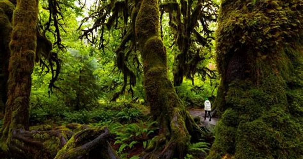 Seattle Rainforest