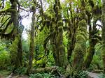 Seattle Rainforest
