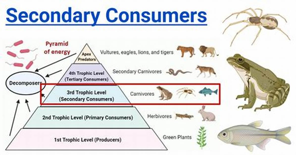Secondary Consumer