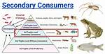 Secondary Consumer